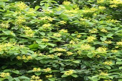 Tristellateia australasiae